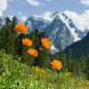 Hohe Berge & gelbe Blumen