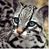 Ocelot Katze- Diamond Painting Kit