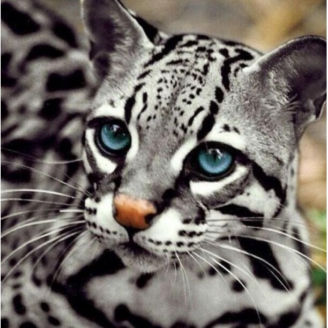 Ocelot Katze- Diamond Painting Kit