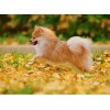 Happy Pomeranian - Farbe von Diamante