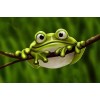 Netter Frosch - malen mit Diamant