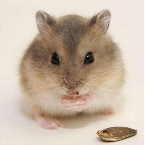 Kleiner Hamster Diamond Painting