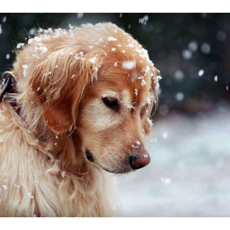 Hund im Schnee DIY Malerei Kit