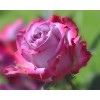 Wunderschöne rosa Rose