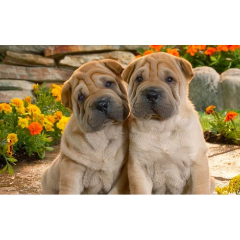 Nettes Hundepaar - Shar Pei Rasse