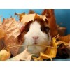 Nettes Meerschweinchen & Herbstlaub