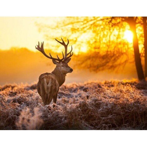 Untergehende Sonne & Hirsch Malkit