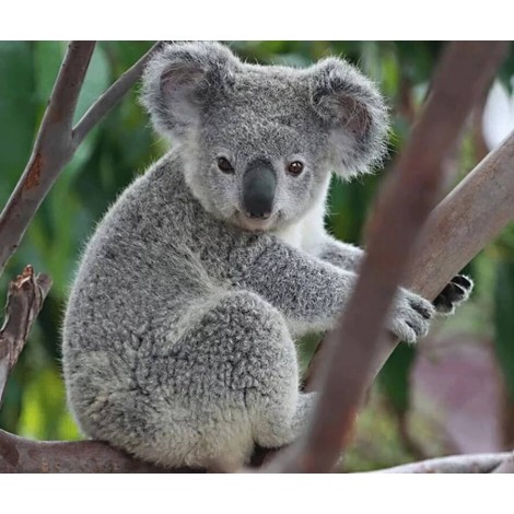 Grauer Koala Diamond Painting